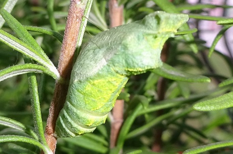 Papilio demoleus malayanus — DSC03915 (16)