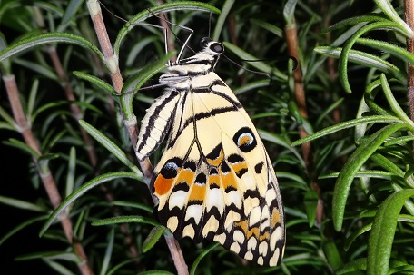 Papilio demoleus malayanus — DSC04130 (16)
