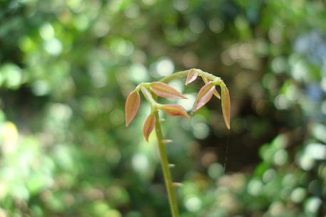 Caesalpinia crista — DSC00056 (08)