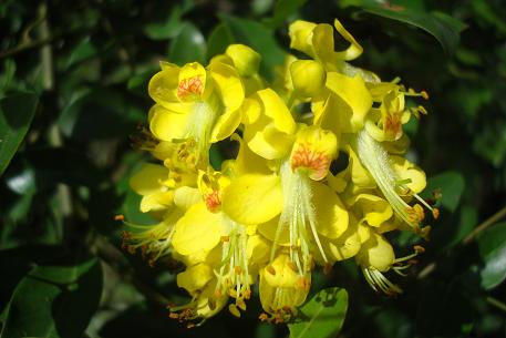 Caesalpinia crista — DSC03685 (09)