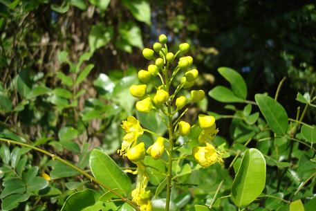 Caesalpinia crista — DSC03686 (09)
