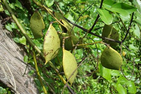 Caesalpinia crista — DSC04993 (09)