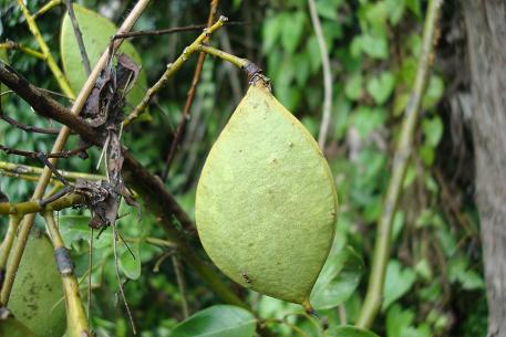 Caesalpinia crista — DSC04996 (09)