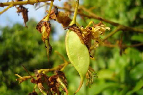 Caesalpinia crista — DSC05966 (09)