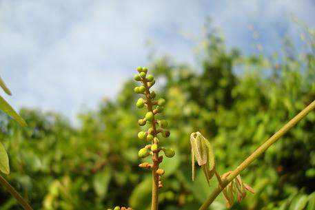 Caesalpinia crista — DSC05970 (09)
