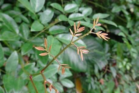 Caesalpinia crista — DSC06033 (15)