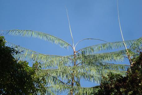 DSC00676 (10)