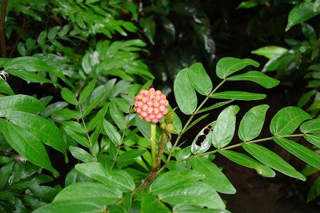 DSC00423 (07)