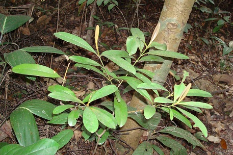 Calophyllum ferrugineum — DSC02762 (08)