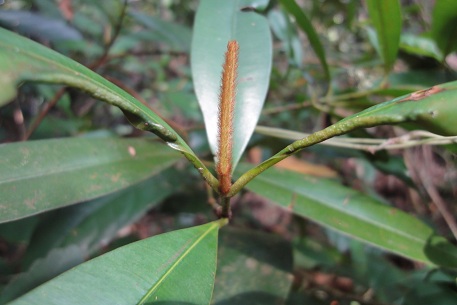 Calophyllum ferrugineum — DSC04457 (11)