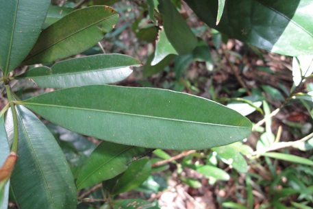 Calophyllum ferrugineum — DSC04460 (11)