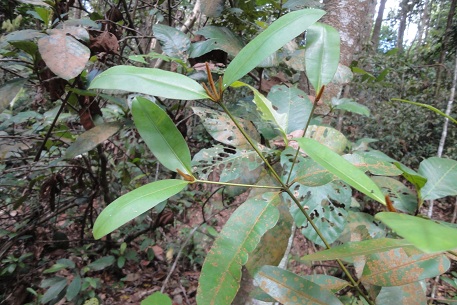 Calophyllum ferrugineum — DSC09265 (12)