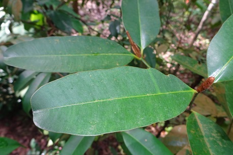 Calophyllum ferrugineum — DSC09346 (15)