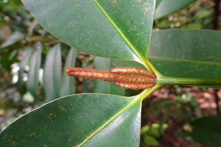 Calophyllum ferrugineum — DSC09348 (15)