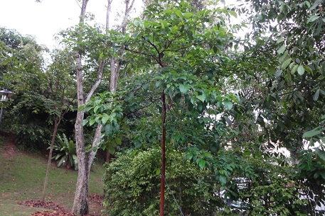 DSC03733 (13)