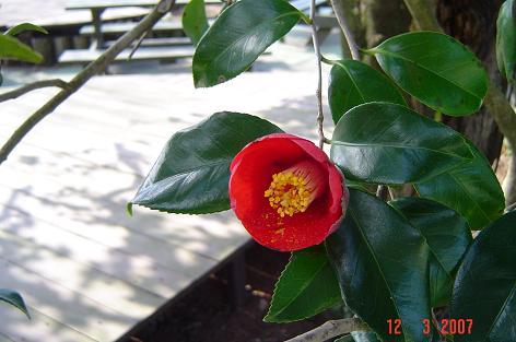Camellia japonica — DSC05470 (07)