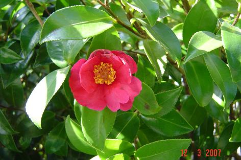 Camellia japonica — DSC05474 (07)