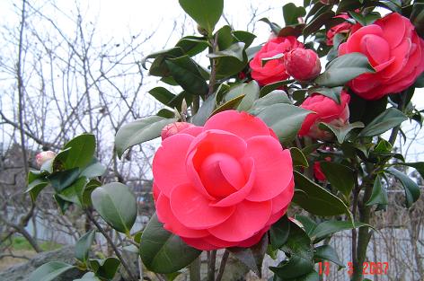 Camellia japonica — DSC05480 (07)