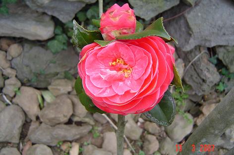 Camellia japonica — DSC05481 (07)