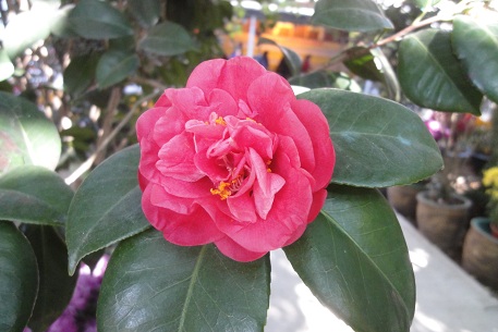 Camellia japonica — DSC07635 (11)