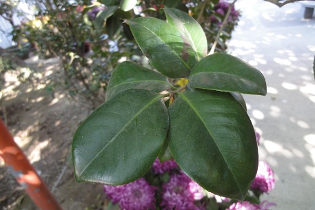 Camellia japonica — DSC07636 (11)