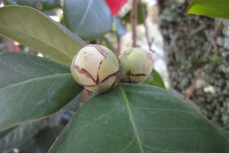 Camellia japonica — DSC07638 (11)