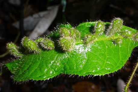 Canarium pilosum — DSC02128 (14)