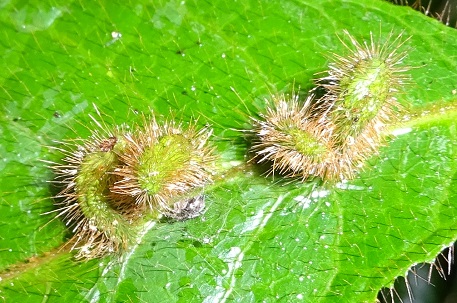 Canarium pilosum — DSC02130 (14)