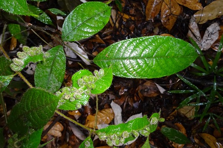 Canarium pilosum — DSC02131 (14)