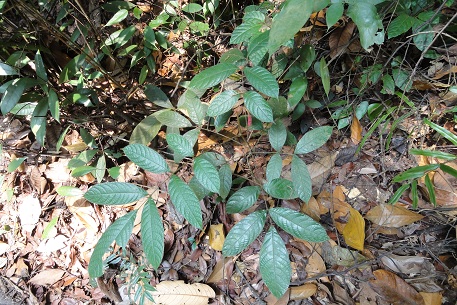 Canarium pilosum — DSC02156 (11)