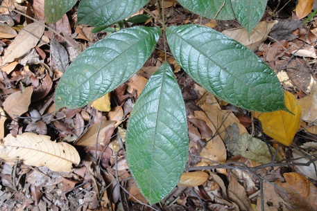Canarium pilosum — DSC02157 (11)