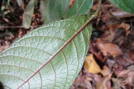 Canarium pilosum — DSC02160 (11)