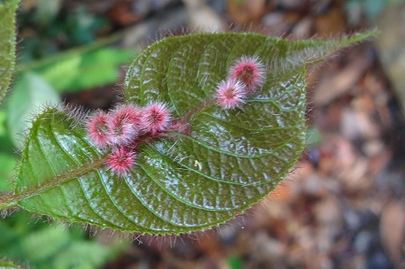Canarium pilosum — DSC02745 (14)