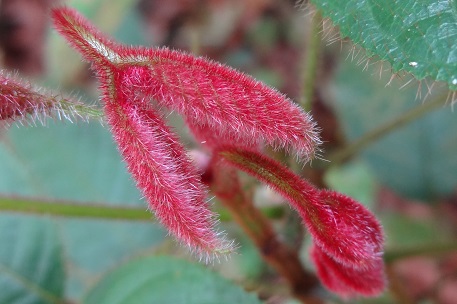 Canarium pilosum — DSC02807 (14)