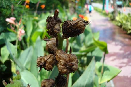 Canna hybrids — DSC07323 (08)