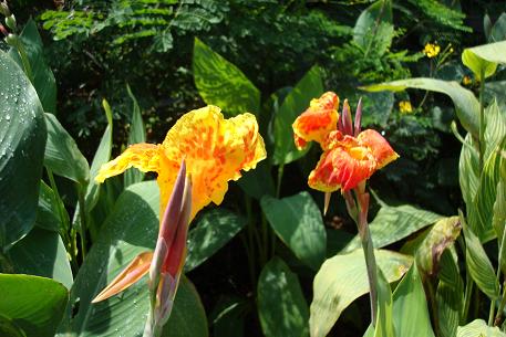Canna hybrids — DSC07325 (08)