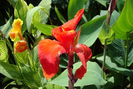 Canna hybrids — DSC07326 (08)
