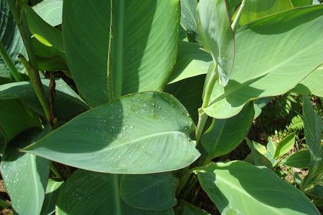 Canna hybrids — DSC07327 (08)