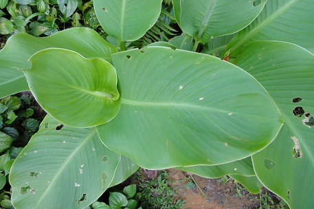 Canna indica — DSC01349 (10)
