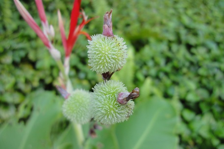 Canna indica — DSC01350 (10)