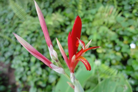 Canna indica — DSC01351 (10)
