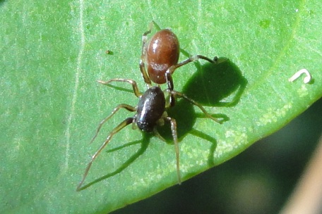 Castianeira sp — DSC02628 (11)