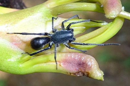 Castianeira sp — DSC03594 (14)