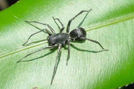 Castianeira sp — DSC04115 (12)