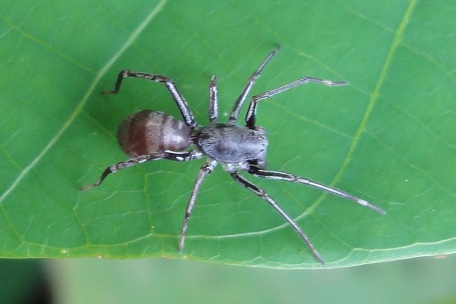 Castianeira sp — DSC07618 (11)