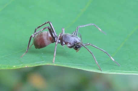 Castianeira sp — DSC07621 (11)