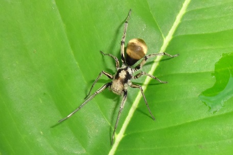 Castianeira sp2 — DSC05178 (13)