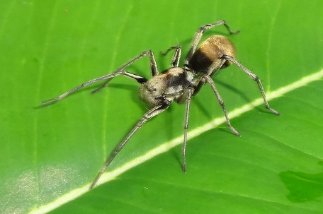 Castianeira sp2 — DSC05180 (13)