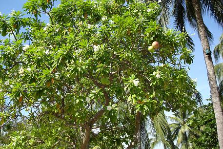 DSC00534 (07)