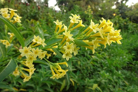 Cestrum aurantiacum — DSC06306 (13)